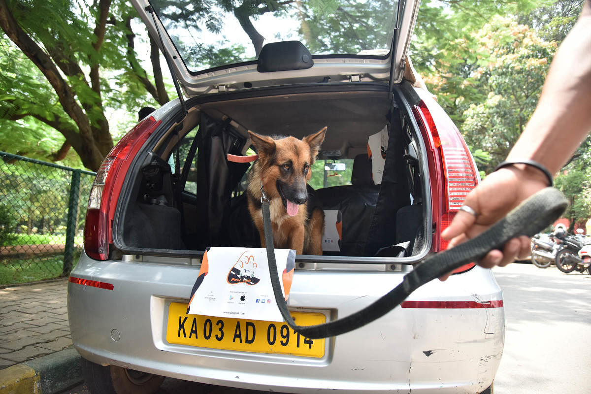How pets travel in city