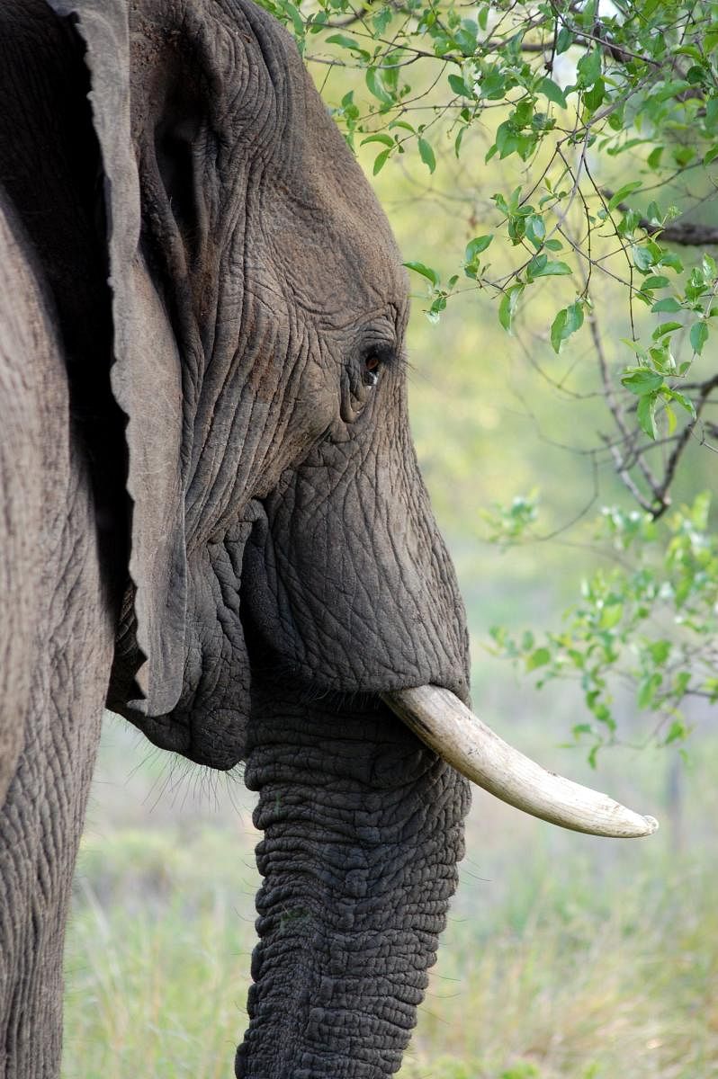Mahout's elephant custody bid via habeas corpus failed