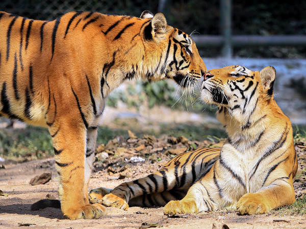 A new tool for monitoring tigers