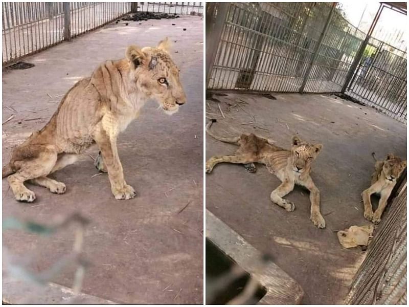 Pictures of dying lions in Sudan park will make your heart weep