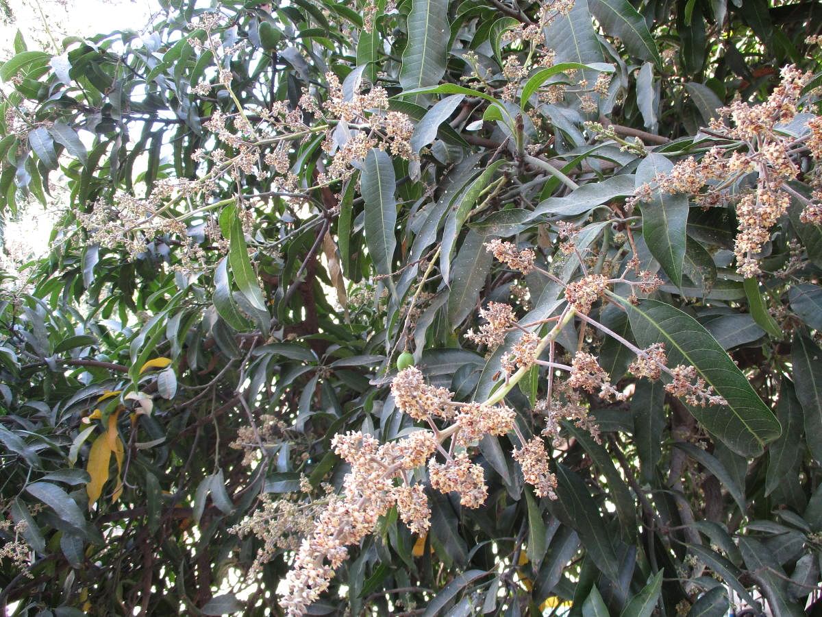 Early blooming in namma mango trees