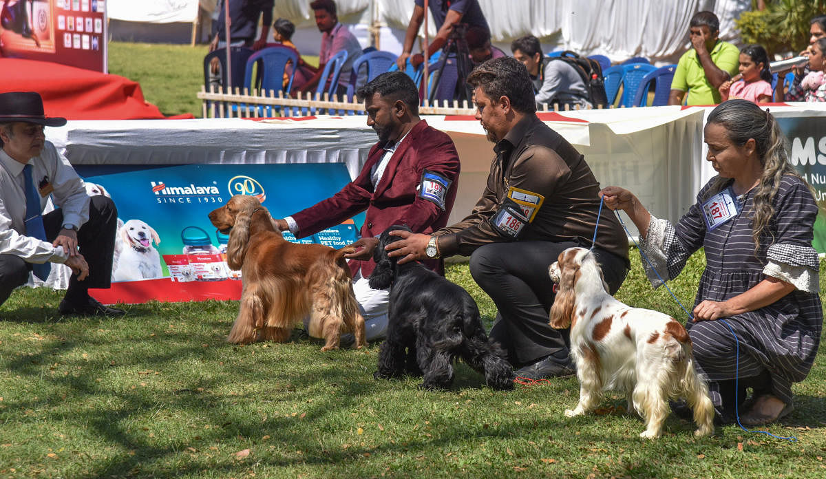 Show sees pets, CRPF dogs put forward their best paw
