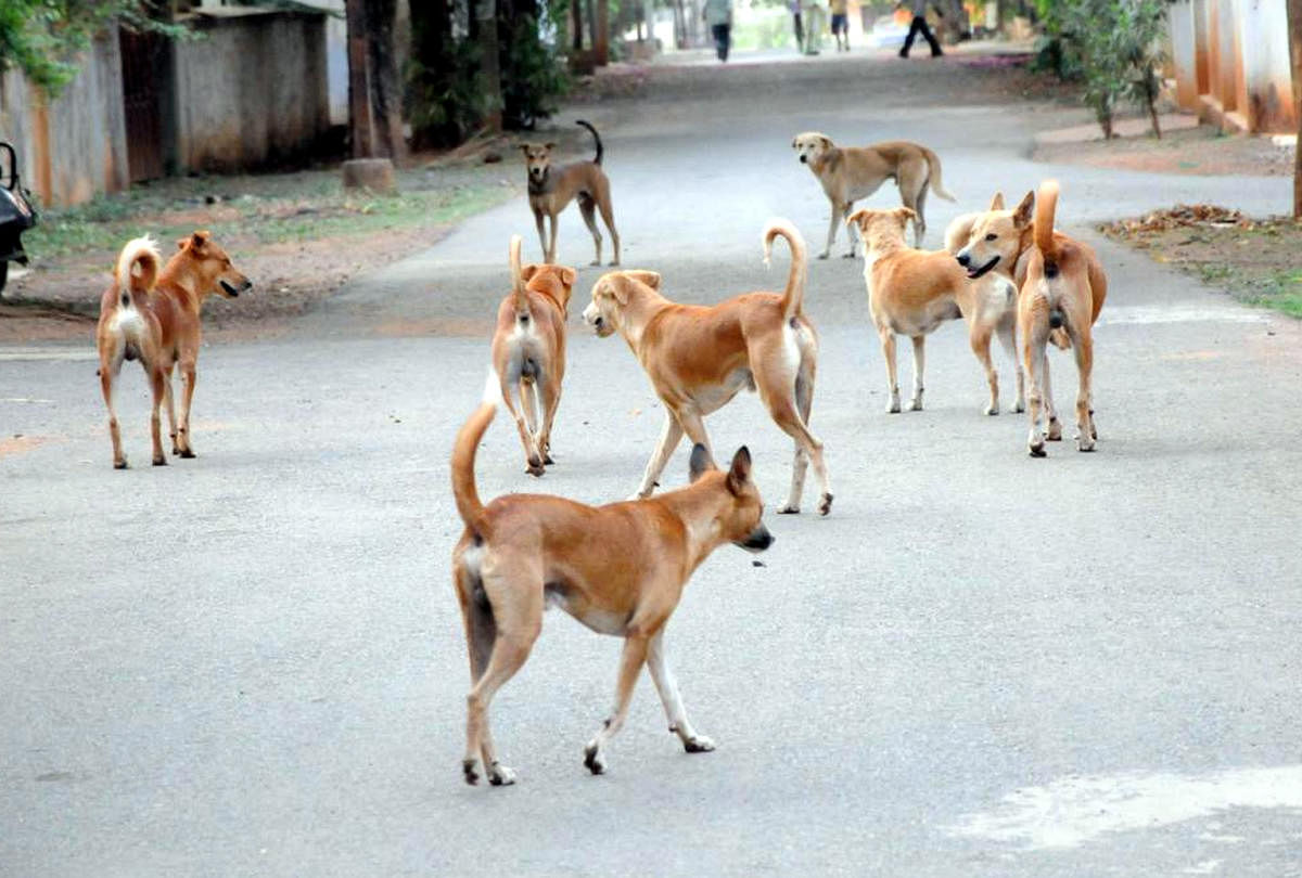 Animal lovers caring for poisoned dogs in JP Nagar