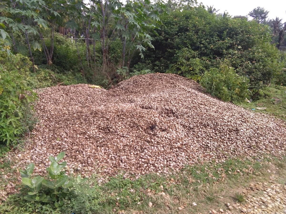 Indiscriminate dumping of arecanut husk worries residents