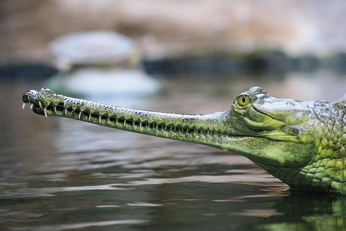 MP on top spot in gharial count, says forest minister Umang Singhar