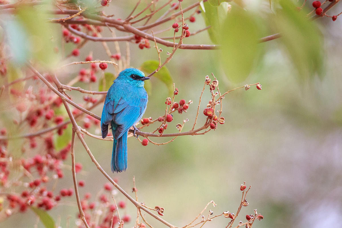 Winter migrants from the Himalayas