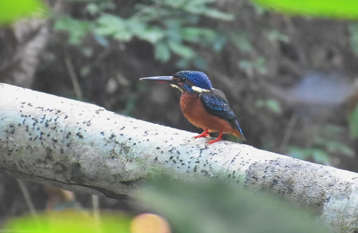 103 species of birds spotted on Mangalore varsity campus
