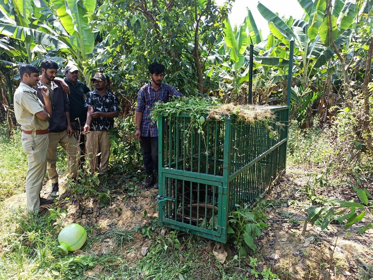 Cages placed to capture tiger