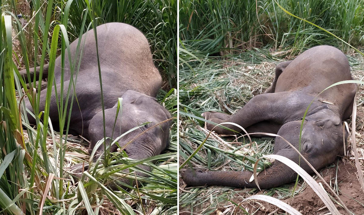 Two elephants electrocuted on a farm near Talavady