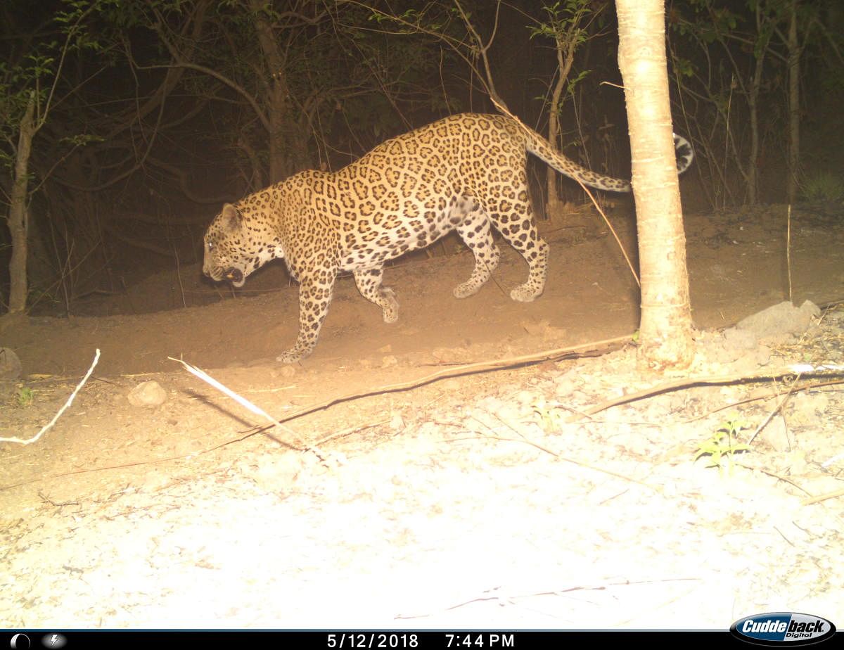 Living with leopards in Mumbai