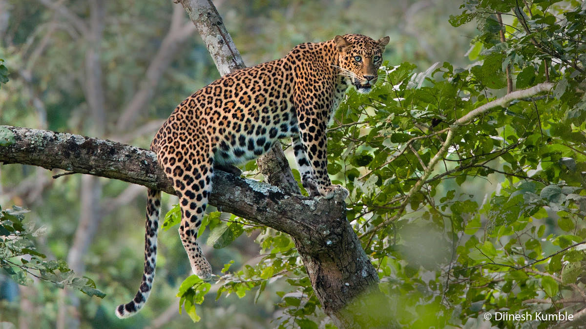 Leopard mauls 3-year-old to death; shoot-at-sight for man-eater