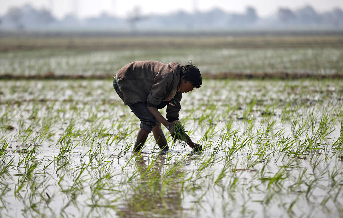 1.50 lakh farmers raise objections to crop survey data