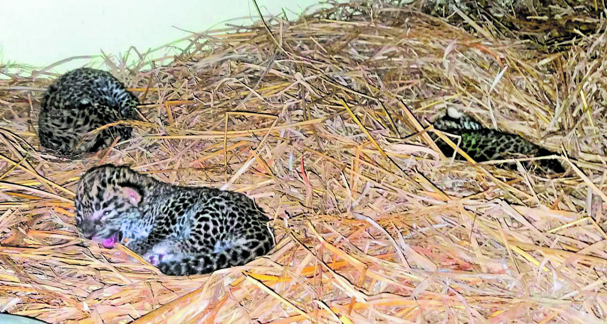 Newborn leopards rescued