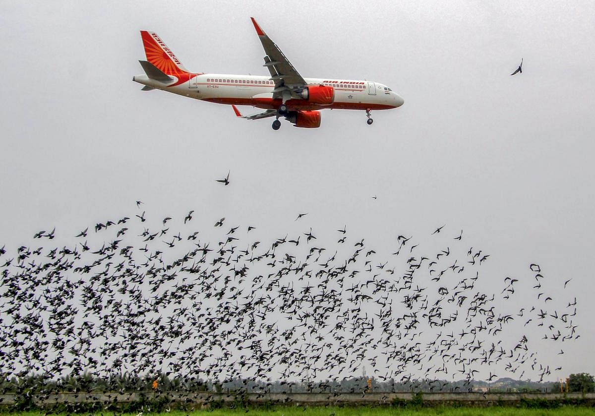 Environmentalists allege Maharashtra govt turning blind eye to bird danger to Navi Mumbai airport