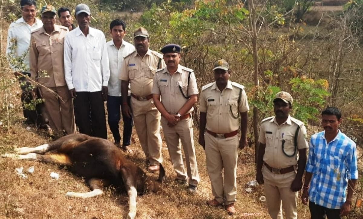 2 bisons knocked by train near Khanapur