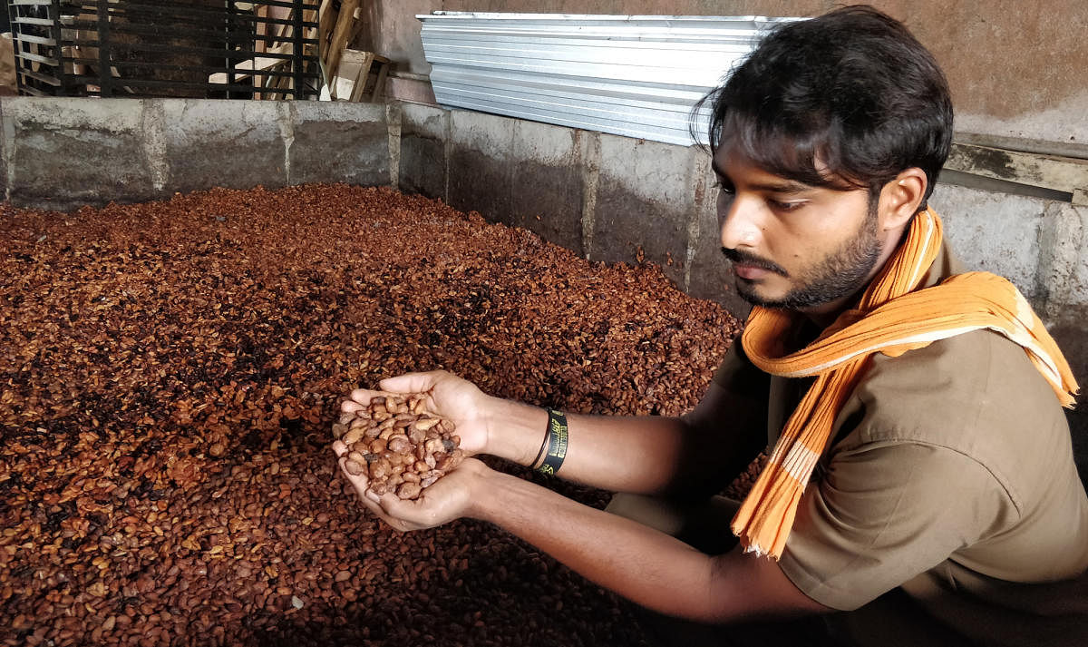 Cocoa procurement from April 9   
