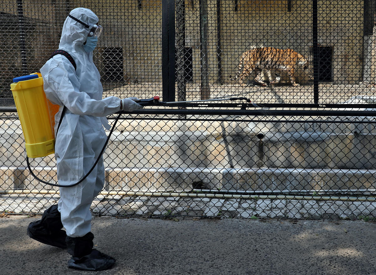 Zoos asked to remain on high alert of COVID-19, SC told