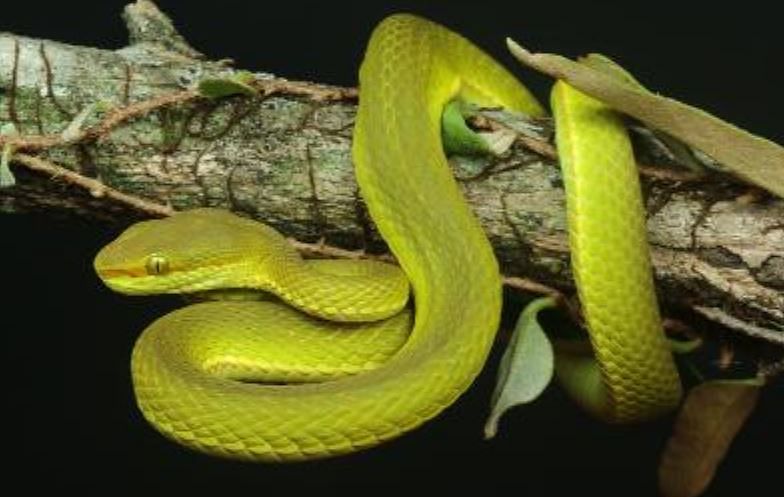 New pit viper from Arunchal named after Salazar Slytherin from 'Harry Potter'