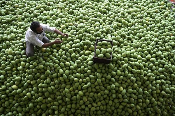 Lockdown not over, yet time is ripe for mangoes