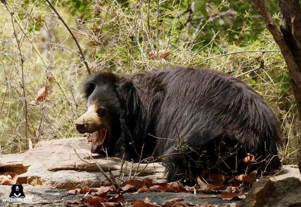 Wildlife SOS celebrates I-Day with rescued bears