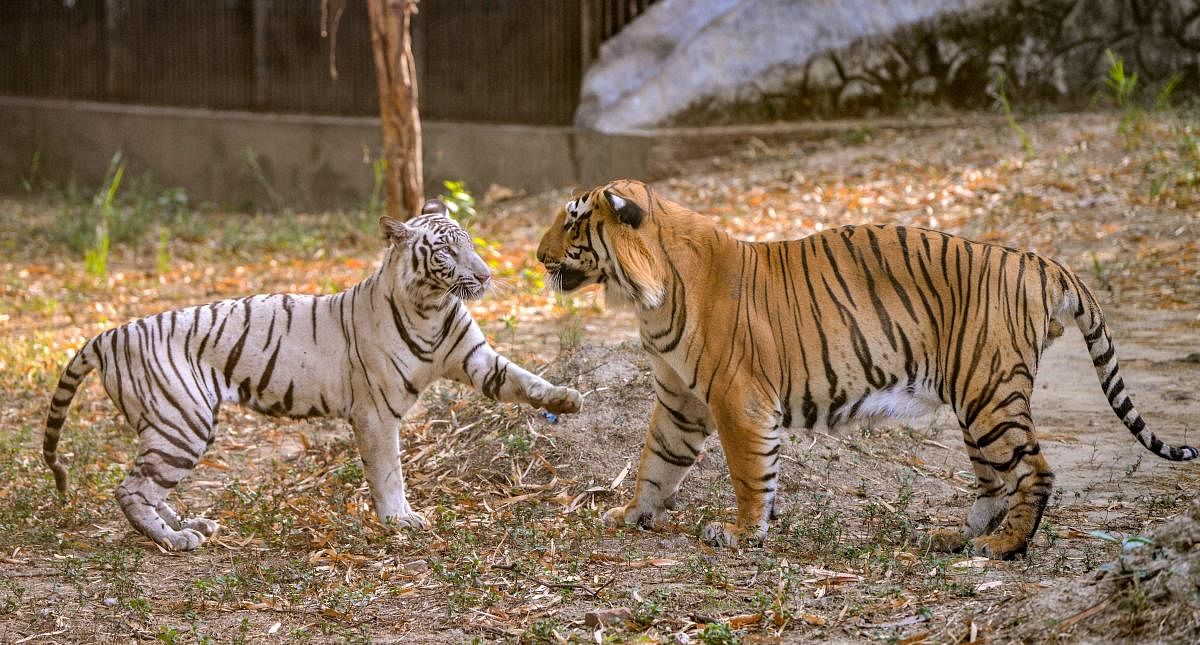 Kolkata couple rides over 36,000 km for tiger awareness