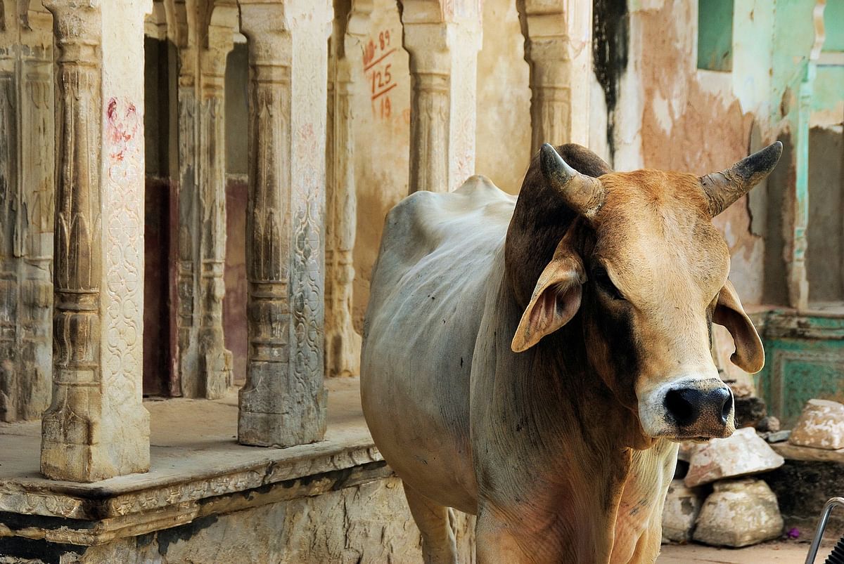 Karnataka: Cow dies of poisoning in Koppa