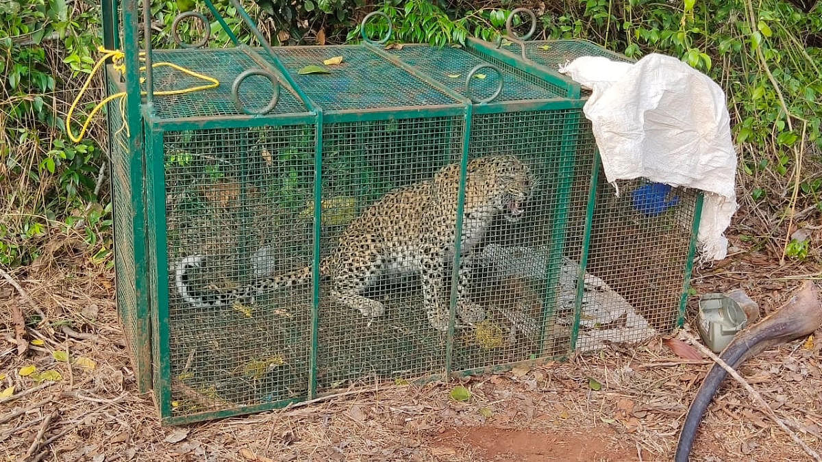 Leopard trapped in cage