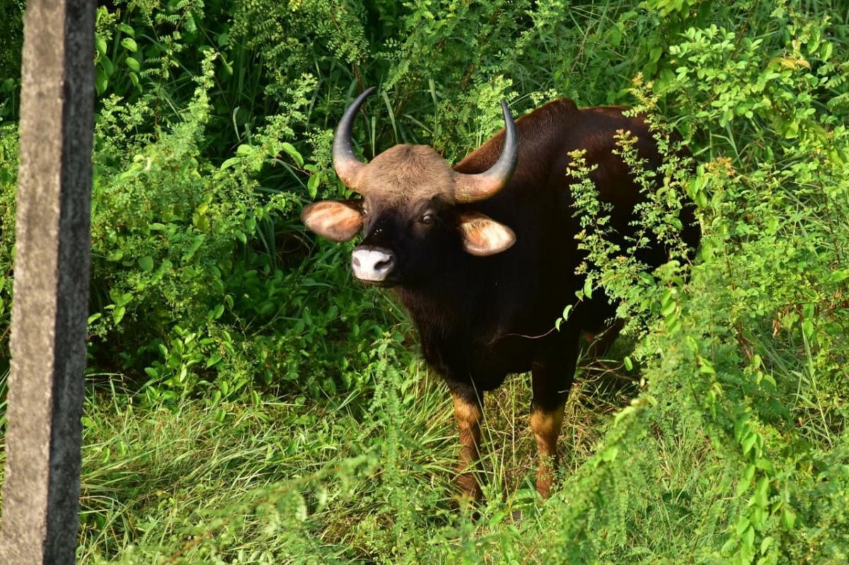 Bison, which created panic in Mangaluru, dies in Charmady Ghat