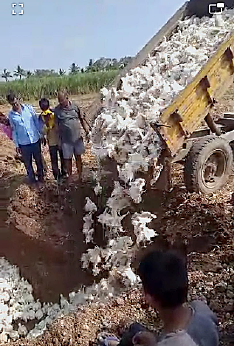 Coronavirus: Poultry owners bury thousands of chickens alive as prices crash