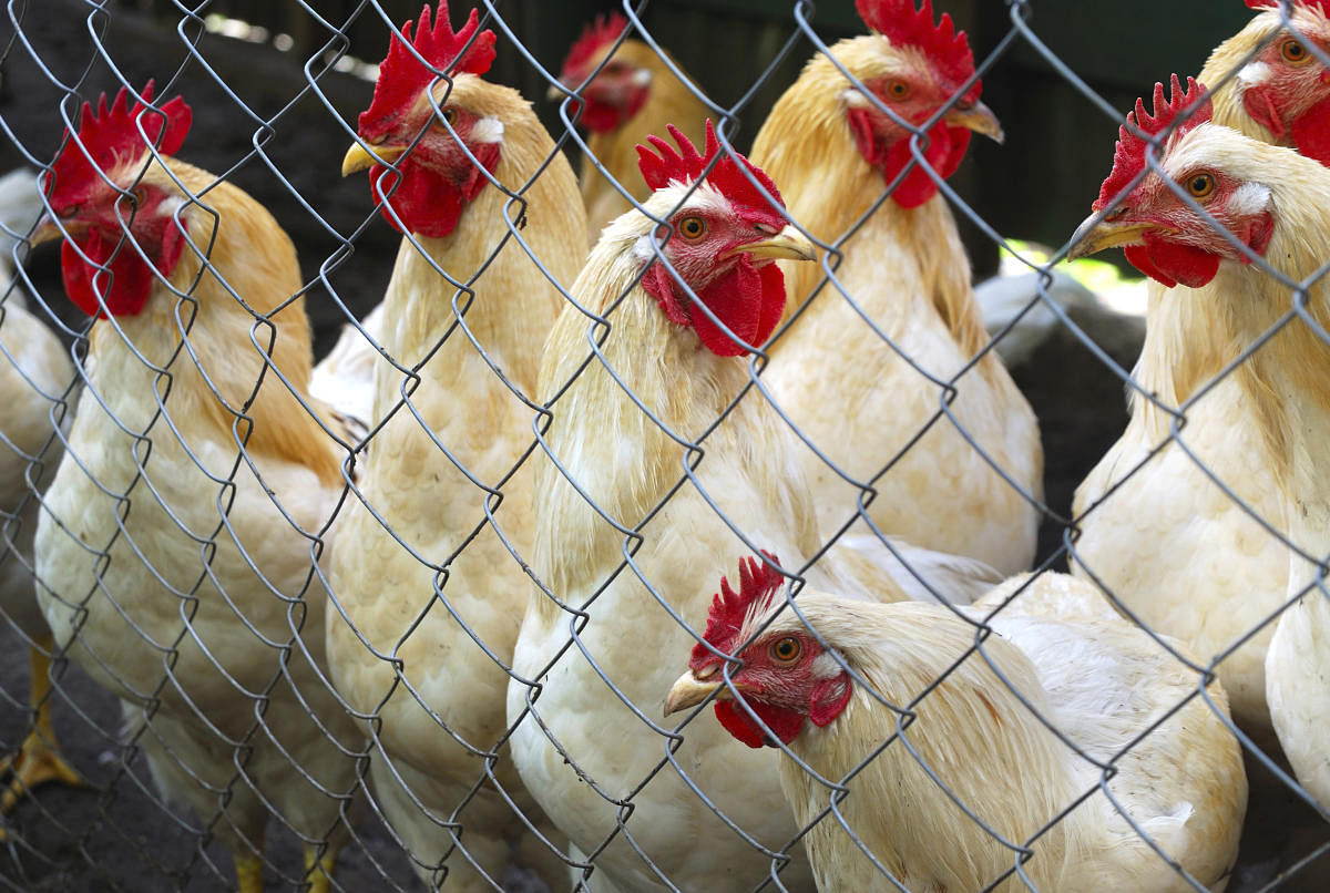COVID-19 impact: Tough times for poultry farmers as prices crash by 60%