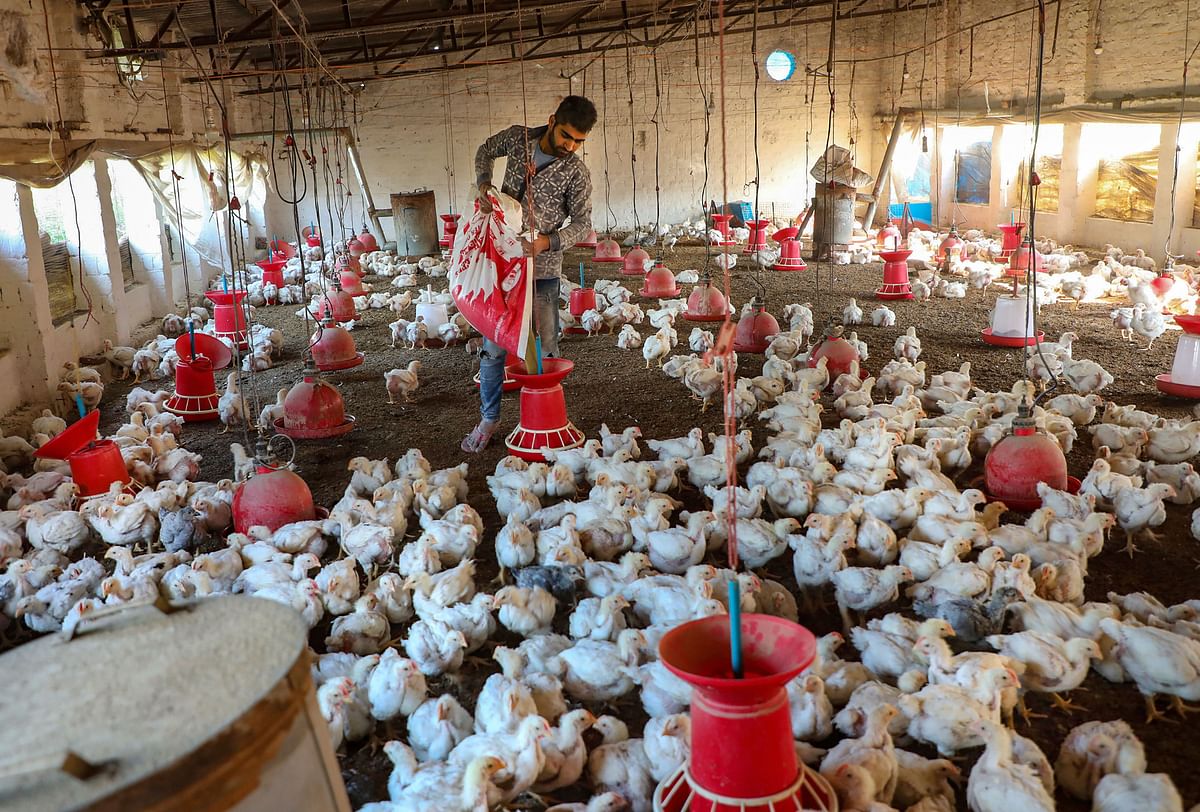 Poultry industry in Tamil Nadu worst-hit due to Coronavirus and avian flu