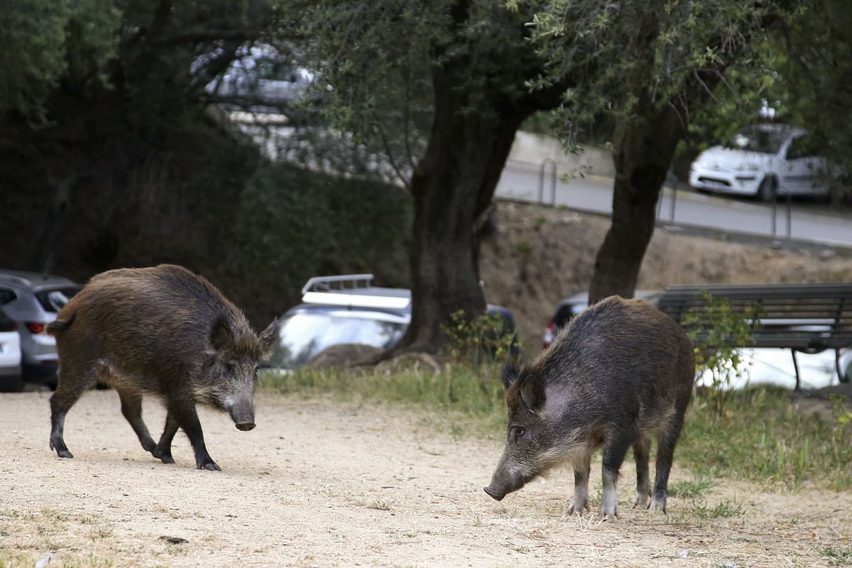 Mystery over death of wild boars continues