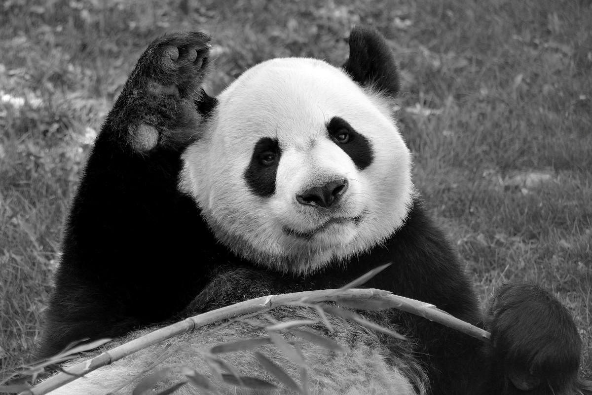 Calgary Zoo returning pandas to China due to bamboo barriers