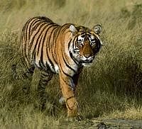 The clock ticks for the Sunderbans and the Royal Bengal tiger