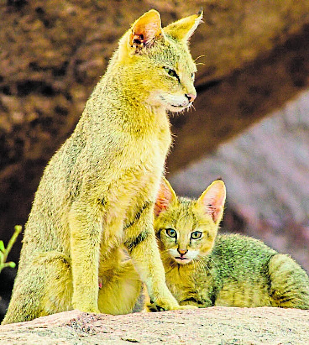 Unheard roars of the smaller wild cats