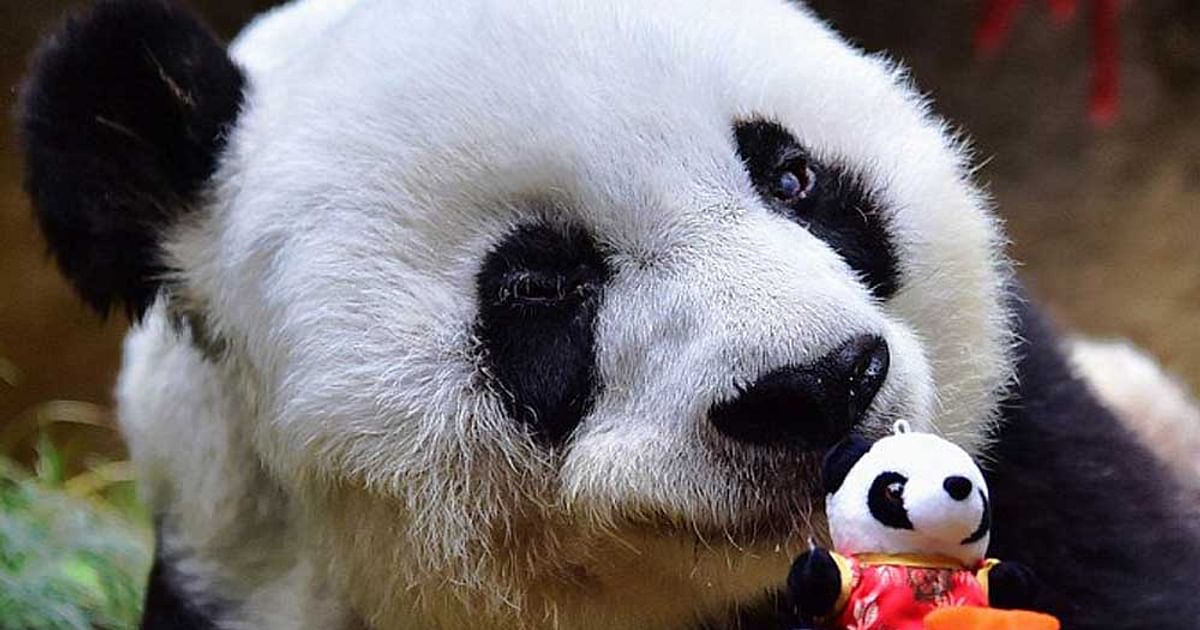 Bye bye Basi: World\'s oldest captive panda dies