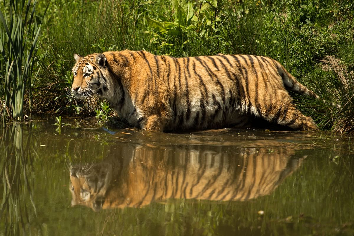 Tiger spotted on Hunsur–Gonikoppa highway