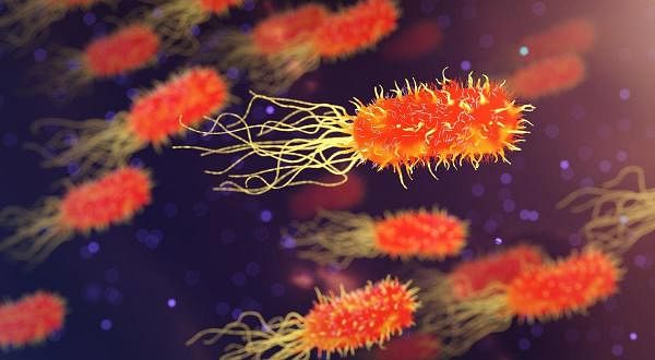 Bacteria tolerant of one antibiotic more likely to develop resistance