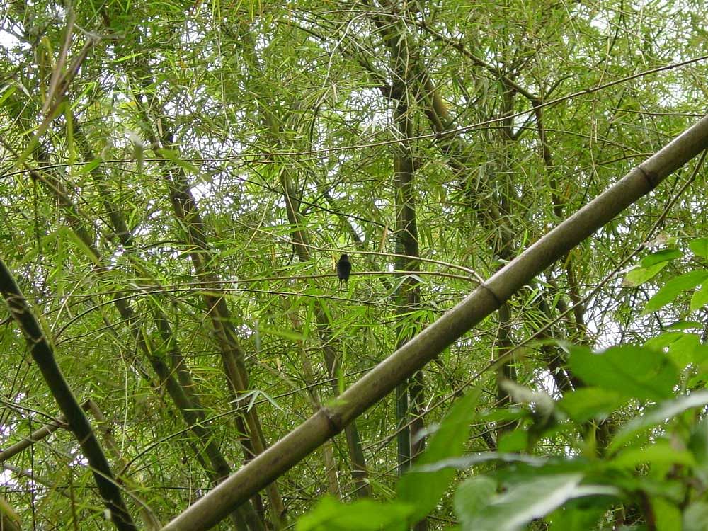 The need to boost bamboo cultivation