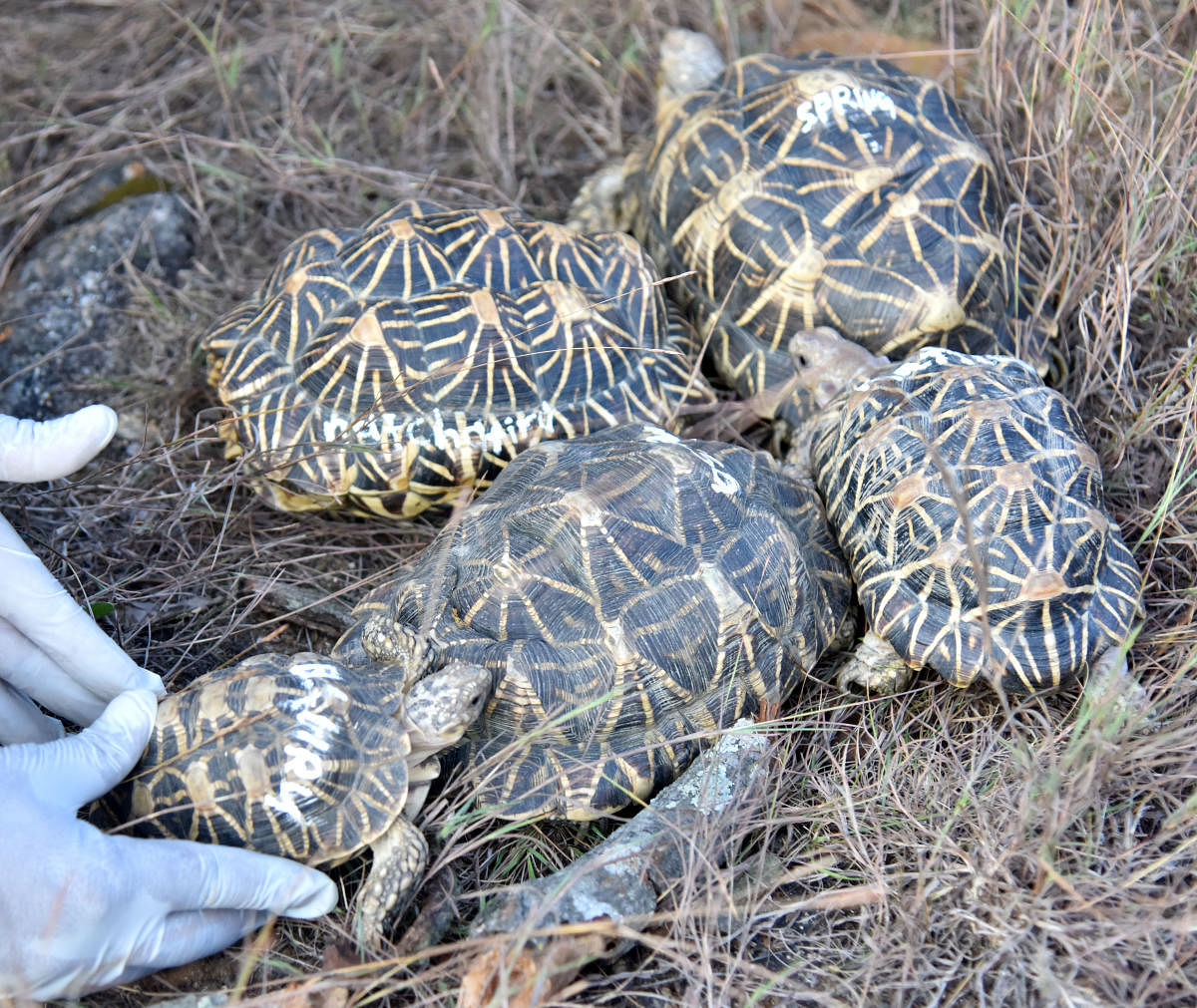 Saved star tortoises in Bannerghatta quarantine centre