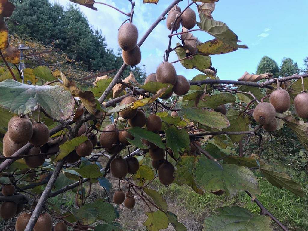 Arunachal kiwi fruit fight odds to take on New Zealand