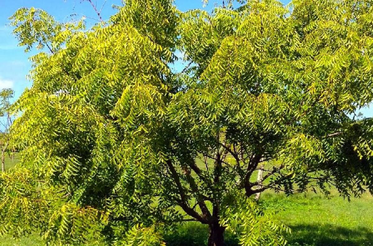 Scientists claim Neem compound may cure breast cancer