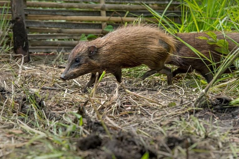 Amid lockdown, Assam release endangered pygmy hogs in to the wild