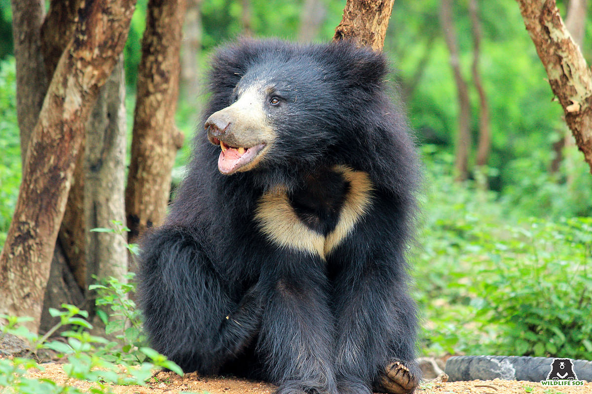 Rescued sloth bears undergo successful dental procedures in Bengaluru