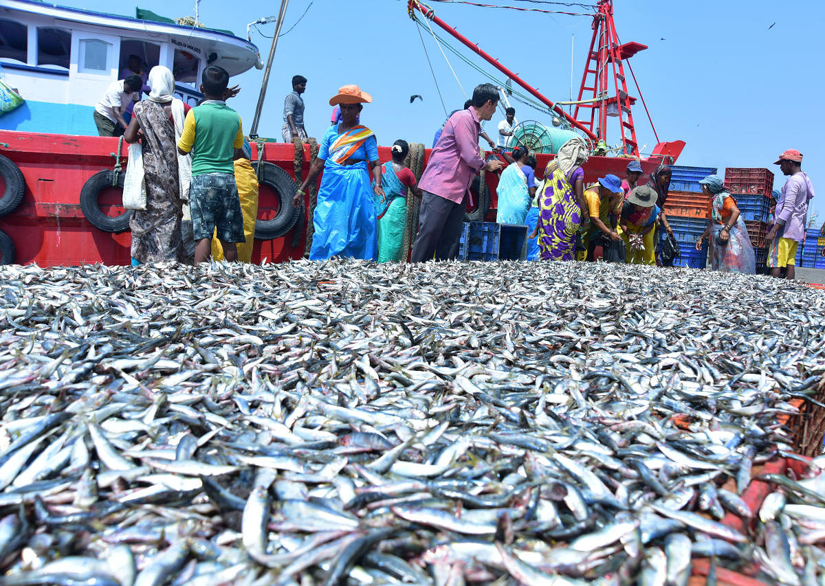 Popular fish, Sardine is now 'anti-hero' in Kerala