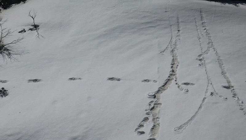 Indian Army finds 'Yeti' footprints during expedition