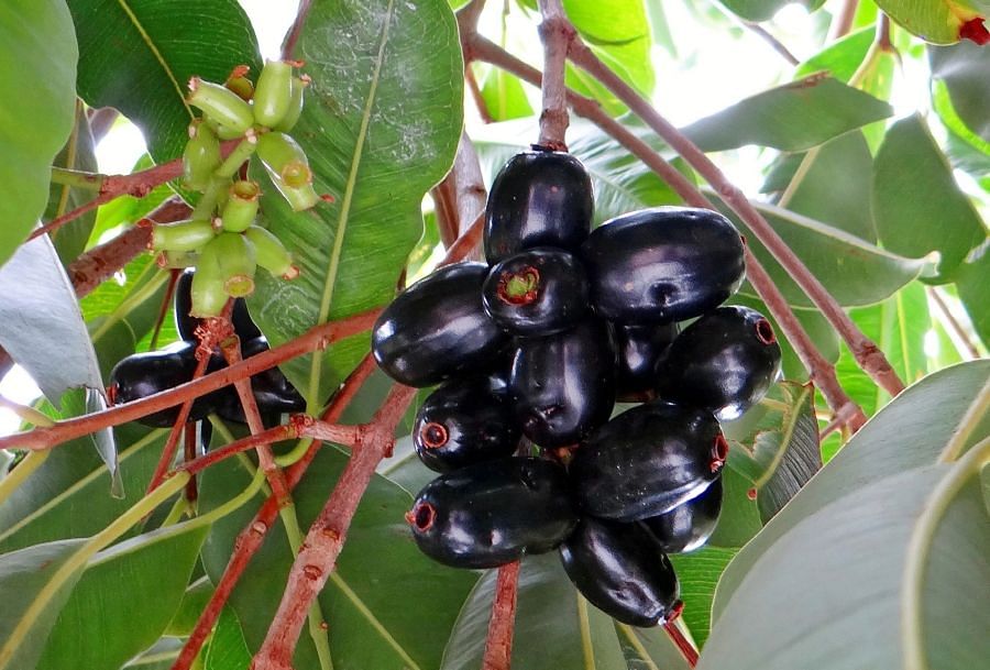 Jamun: great for health and good looks too