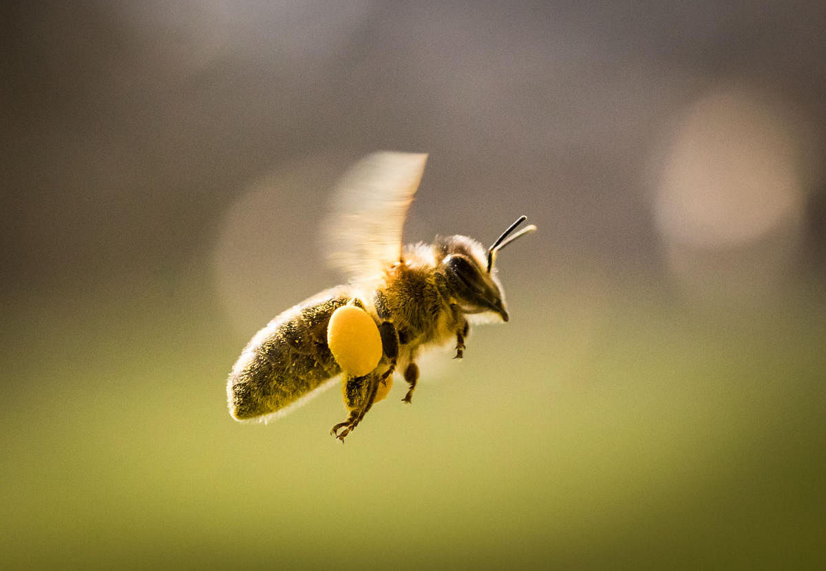 Bengaluru: Bee attack affects entire neighbourhood