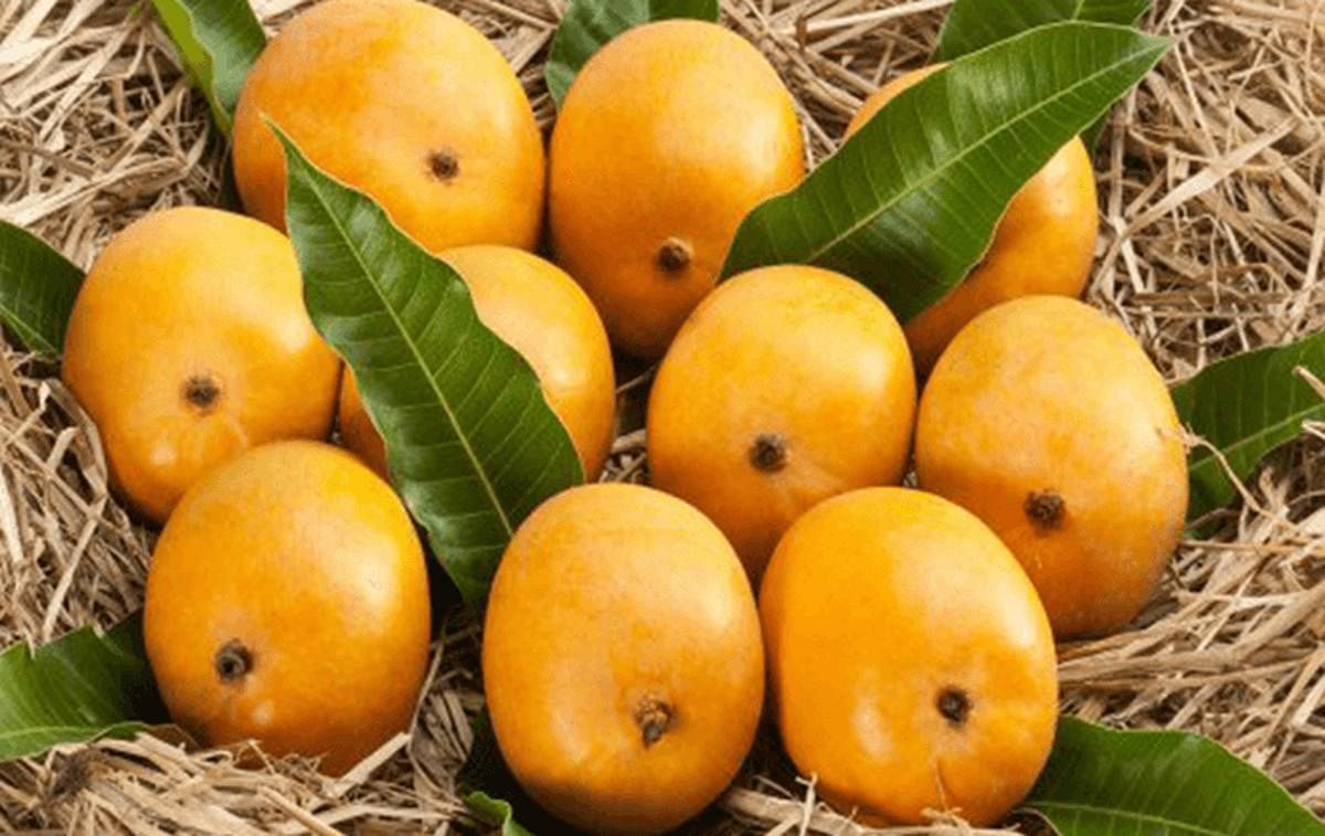 Mango mela will be low-key affair thanks to COVID-19 lockdown