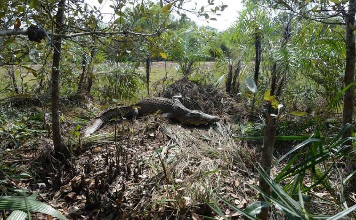 Record no. of crocodile nesting sites in Bhitarkanika